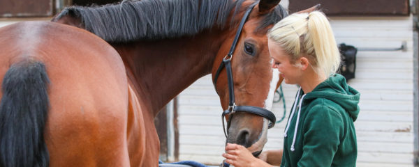stress chez les chevaux