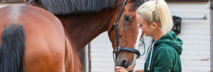 stress chez les chevaux