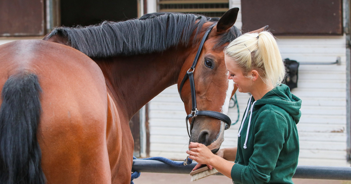 stress chez les chevaux